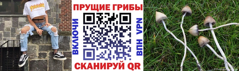 Галлюциногенные грибы Cubensis  купить  сайты  Красный Холм 
